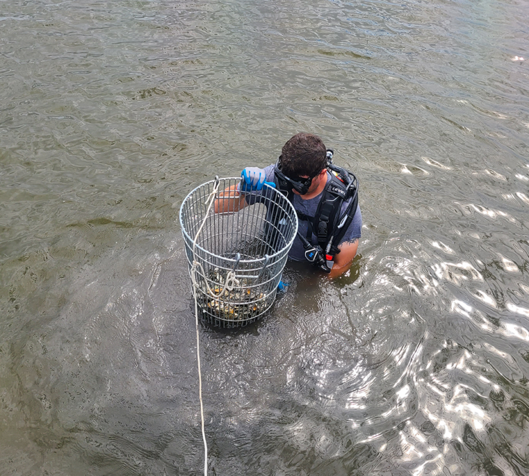 Oyster Resource Assessment